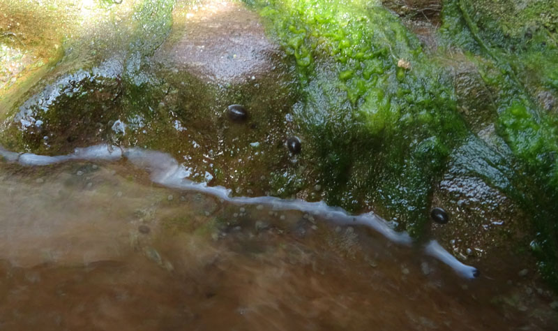 Ancylus fluviatilis (?) - Ancylidae